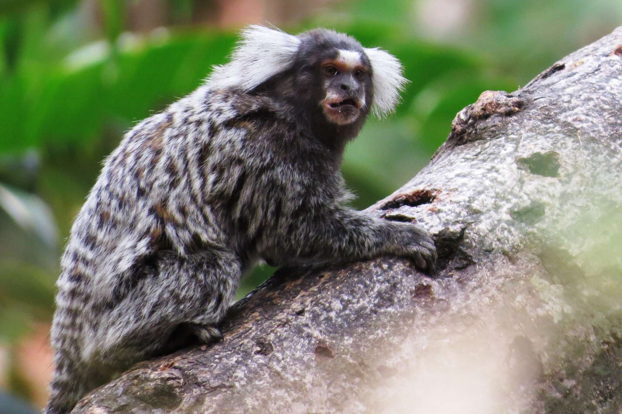 Image of Common Marmoset