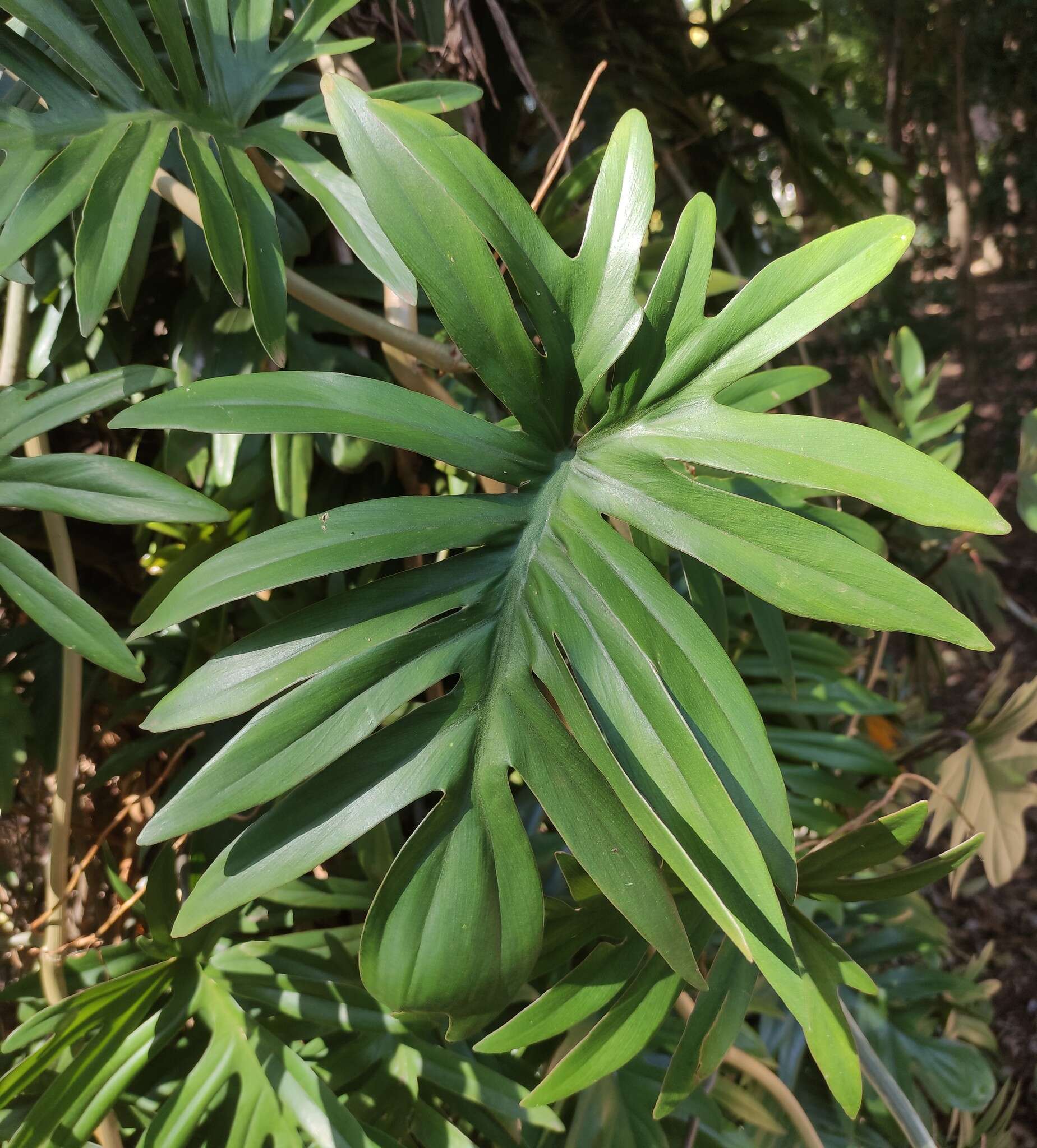 Image of Philodendron mayoi E. G. Gonç.