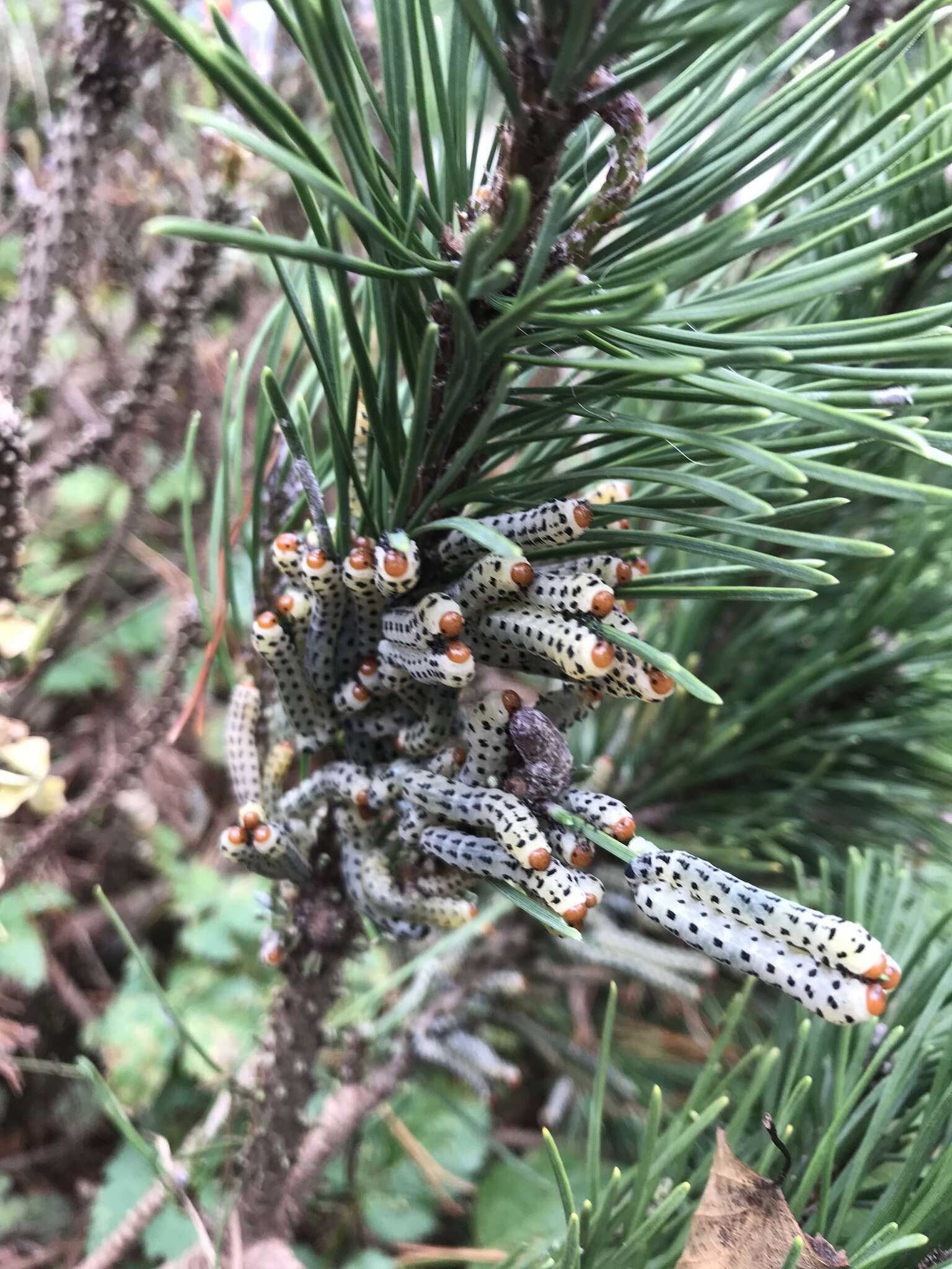 Image of Red-headed Pine Sawfly