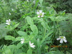 Image of Cerastium davuricum Fischer