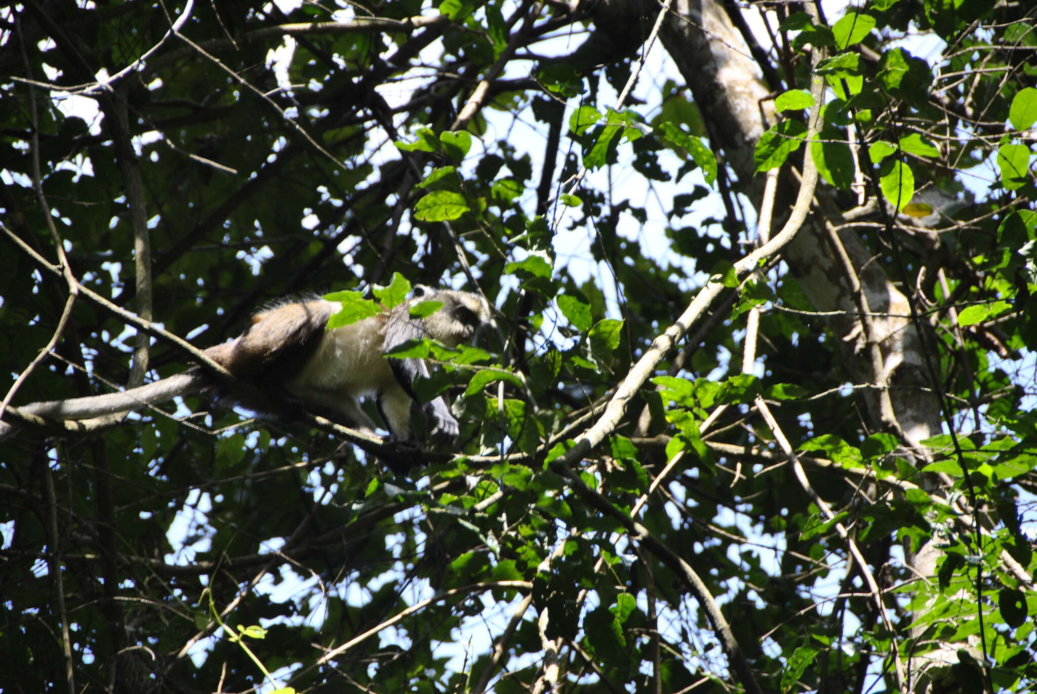 Cercopithecus denti Thomas 1907 resmi