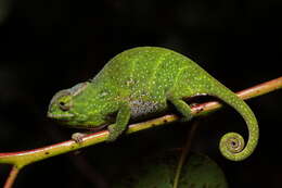 Image of Will's chameleon