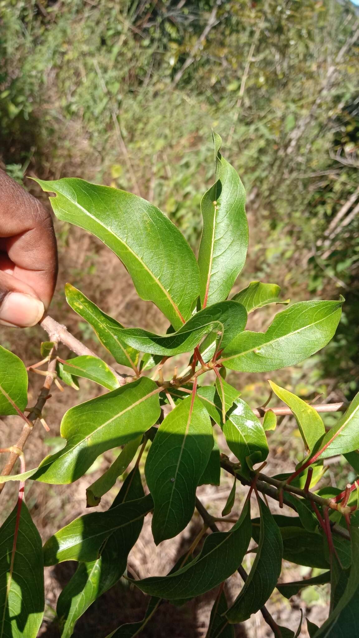 صورة Paracarphalea kirondron (Baill.) Razafim., Ferm, B. Bremer & Kårehed