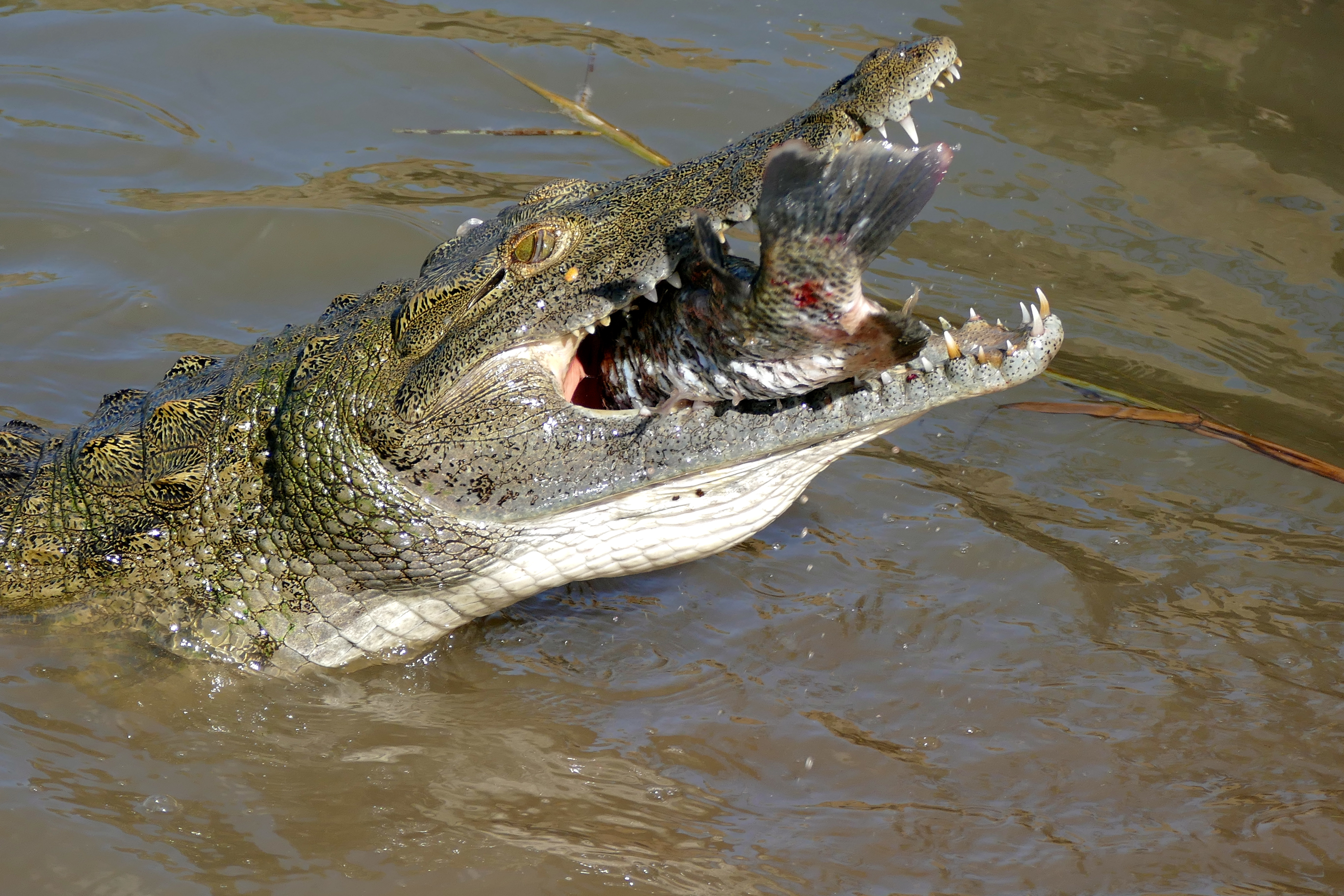 google show me a picture of a crocodile