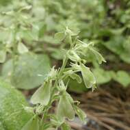 Image of Broadlipped twayblade