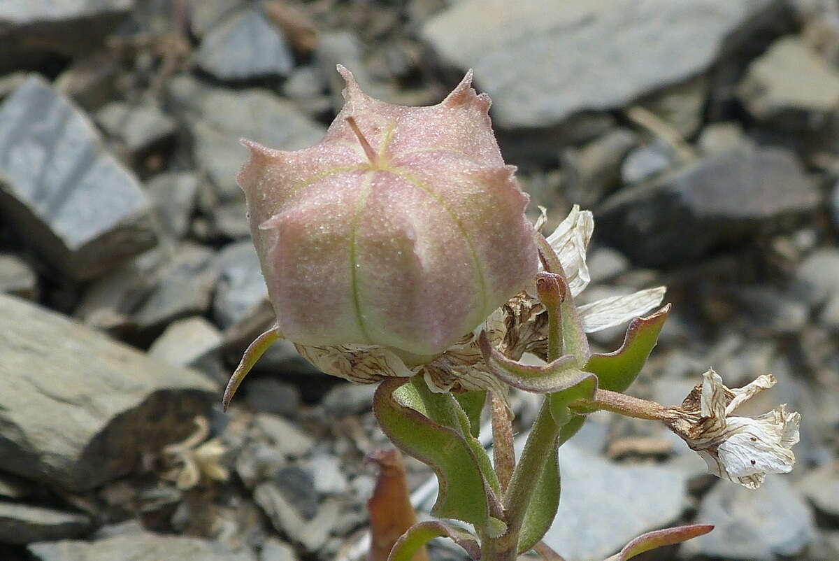Image of Fritillaria gibbosa Boiss.