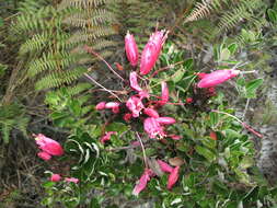 Image de Bejaria resinosa Mutis ex L. fil.