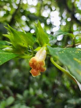 Image of Drymonia warszewicziana Hanst.