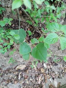 Image of Croton suberosus Kunth