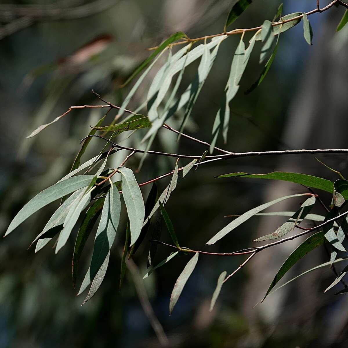 Image of river peppermint gum