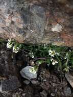 Image of Draba gilliesii Hook. & Arn.