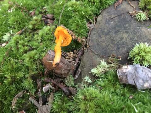 Image of Cantharellus minor Peck 1872