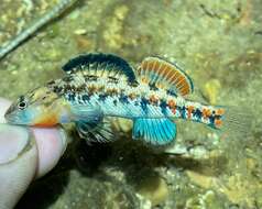 صورة Etheostoma bison Ceas & Page 1997