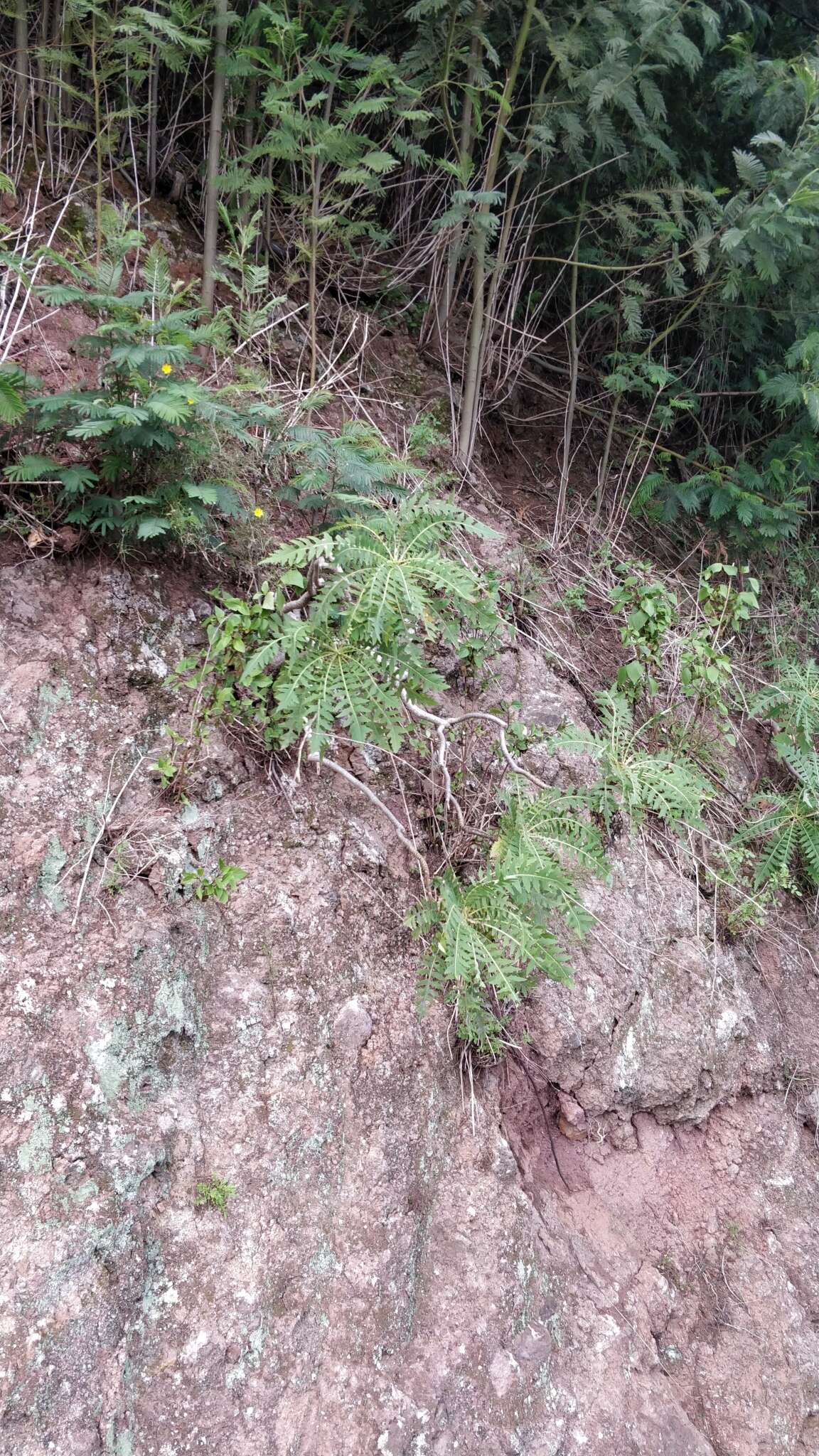 Image of Sonchus pinnatus Ait.