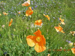 Image of Papaver oreophilum Rupr.