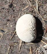 Imagem de Lycoperdon pratense Pers. 1794