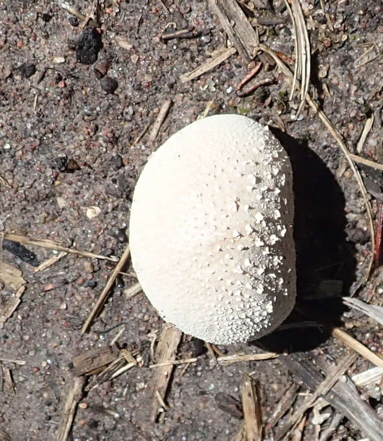 Imagem de Lycoperdon pratense Pers. 1794