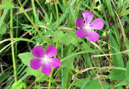 Image de Callirhoe triangulata (Leavenw.) Gray