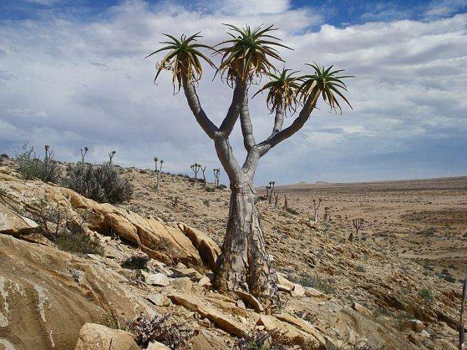 Слика од Aloidendron pillansii (L. Guthrie) Klopper & Gideon F. Sm.