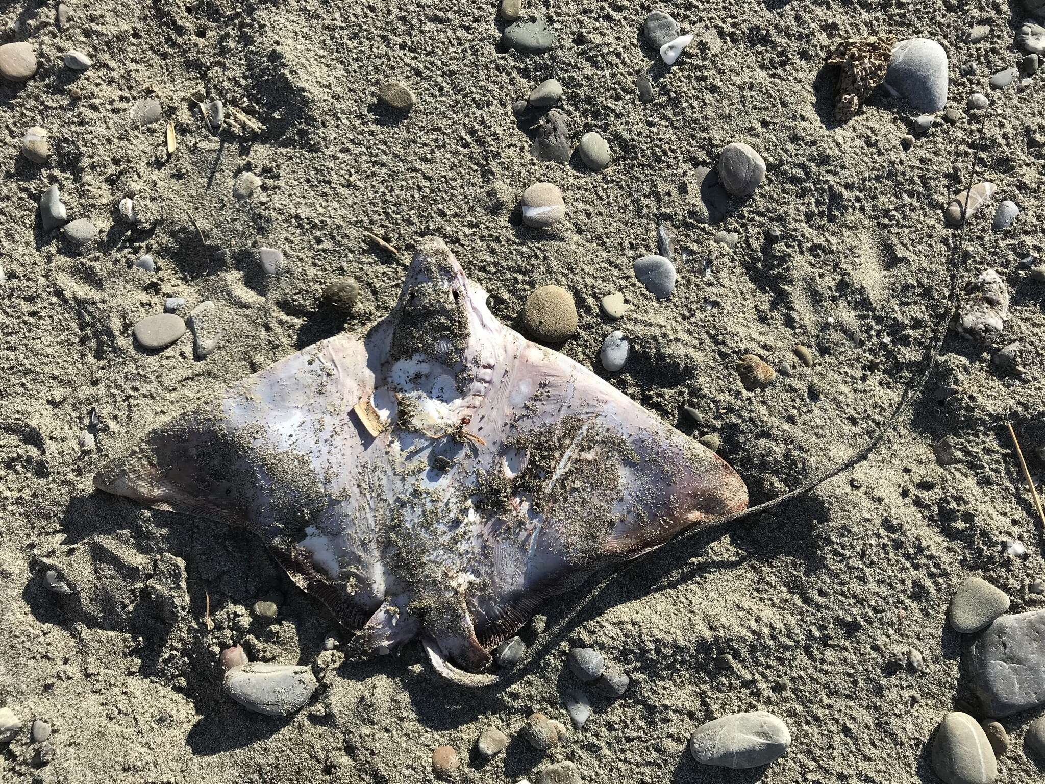 Image of Common Eagle Ray