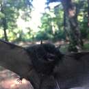 Image of Eastern water bat
