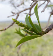 Image of Sapium argutum (Müll. Arg.) Huber