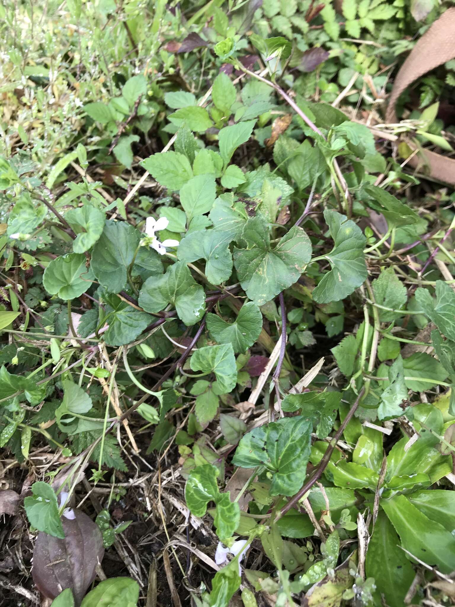 Image of Viola arcuata Bl.