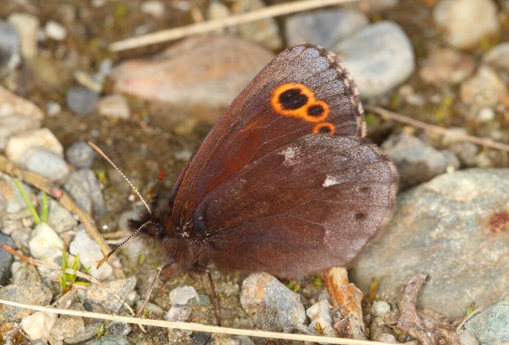 Image of Lapland Ringlet