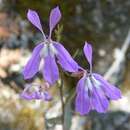 Image of Diastatea tenera (A. Gray) McVaugh