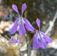 Image of Diastatea tenera (A. Gray) McVaugh