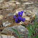 Image de Polygala microphylla L.