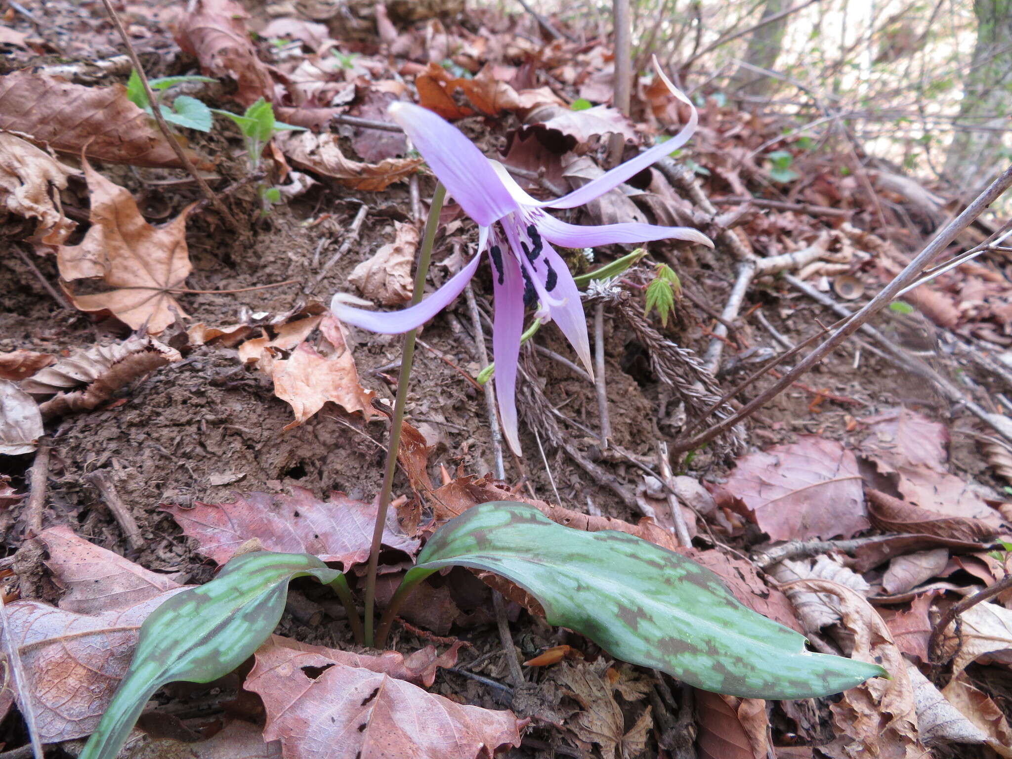 Image of Erythronium japonicum Decne.