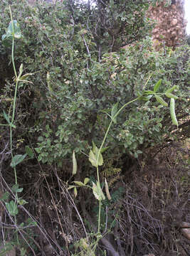 Image of wild pea