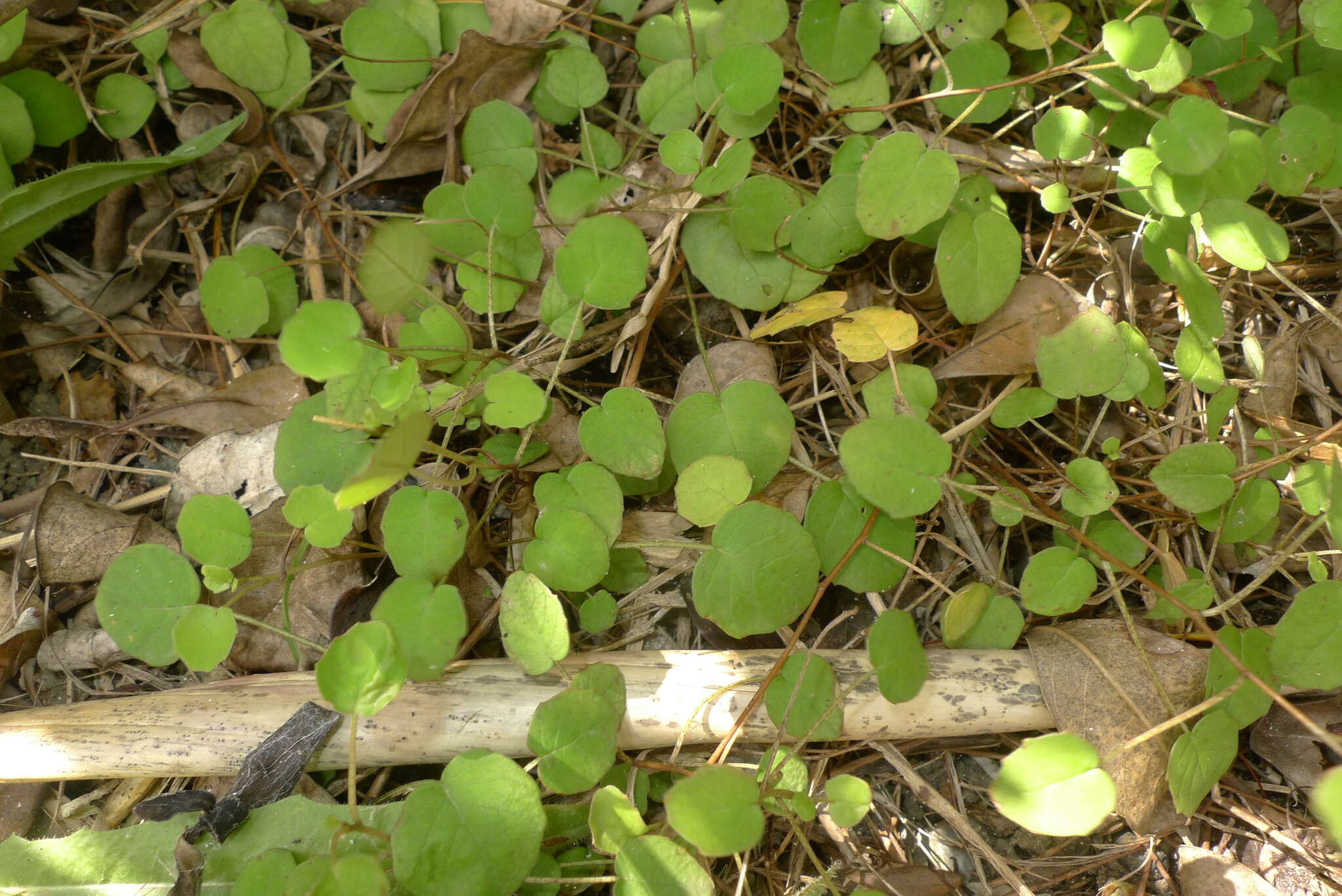 Image of creeping fuchsia