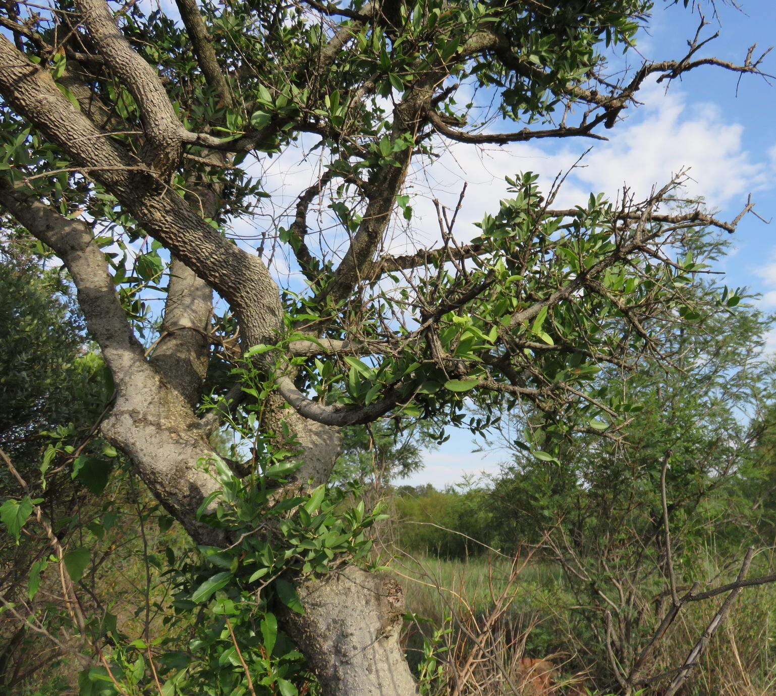 Image of Spiny-leaved monkey-orange