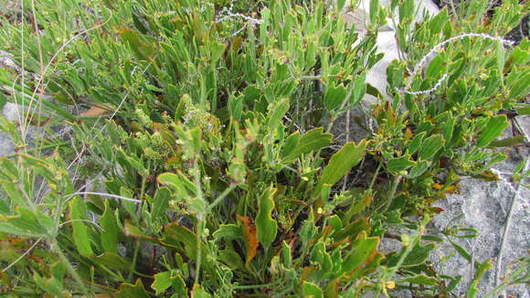 Image of Centella difformis (Eckl. & Zeyh.) Adamson