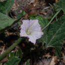 Image of <i>Convolvulus <i>equitans</i></i> var. equitans