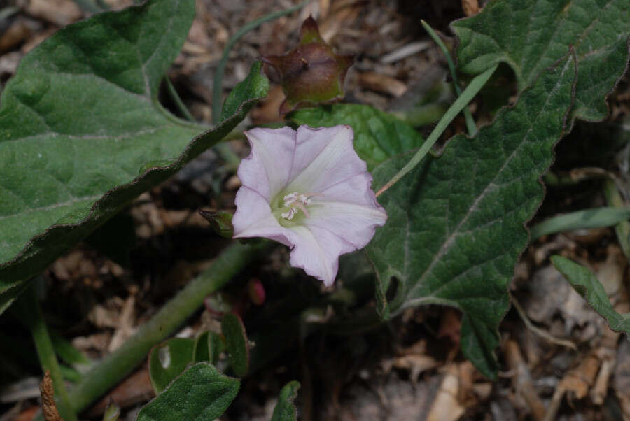 Image of <i>Convolvulus <i>equitans</i></i> var. equitans