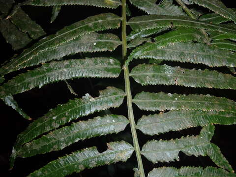 Image of Ptisana salicifolia (Schrad.) Senterre & Rouhan
