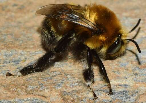 Image of Anthophora atroalba Lepeletier 1841