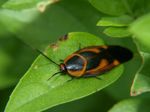 Image of Eustegasta poecila (Schaum 1853)