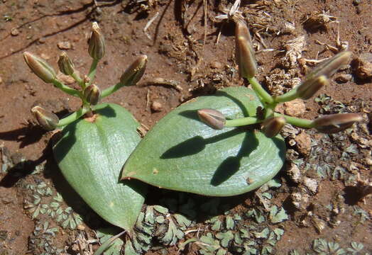 Image of Eriospermum corymbosum Baker