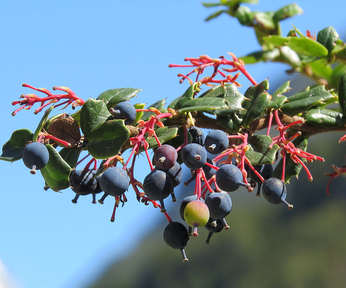 Berberis darwinii (rights holder: Dick Culbert)