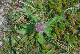 Image of Saussurea pseudotilesii Lipsch.