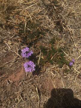 Image of Davis Mountain mock vervain