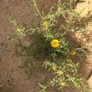 Image of Anvillea garcinii (Burm.) DC.