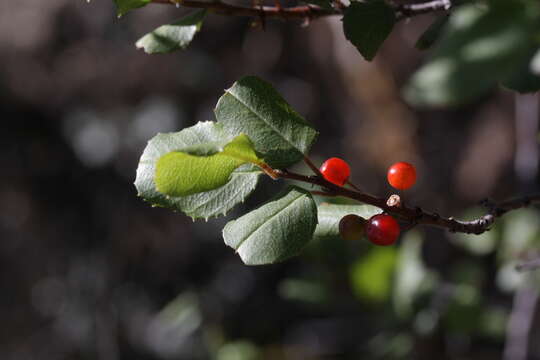 Imagem de Endotropis crocea (Nutt.) Hauenschild