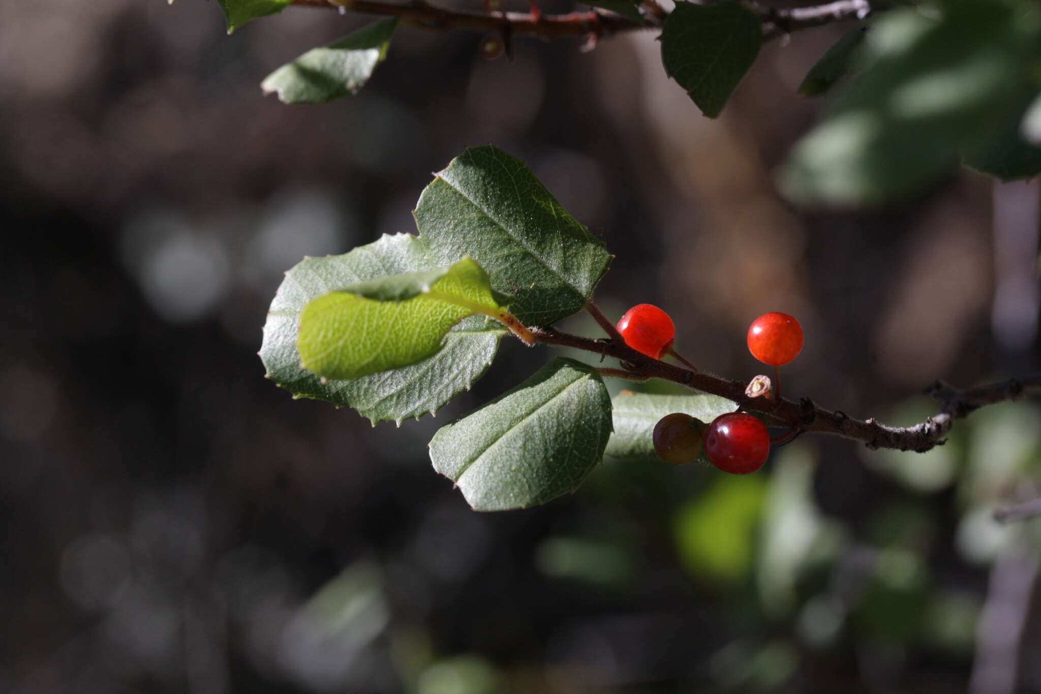 Plancia ëd Endotropis