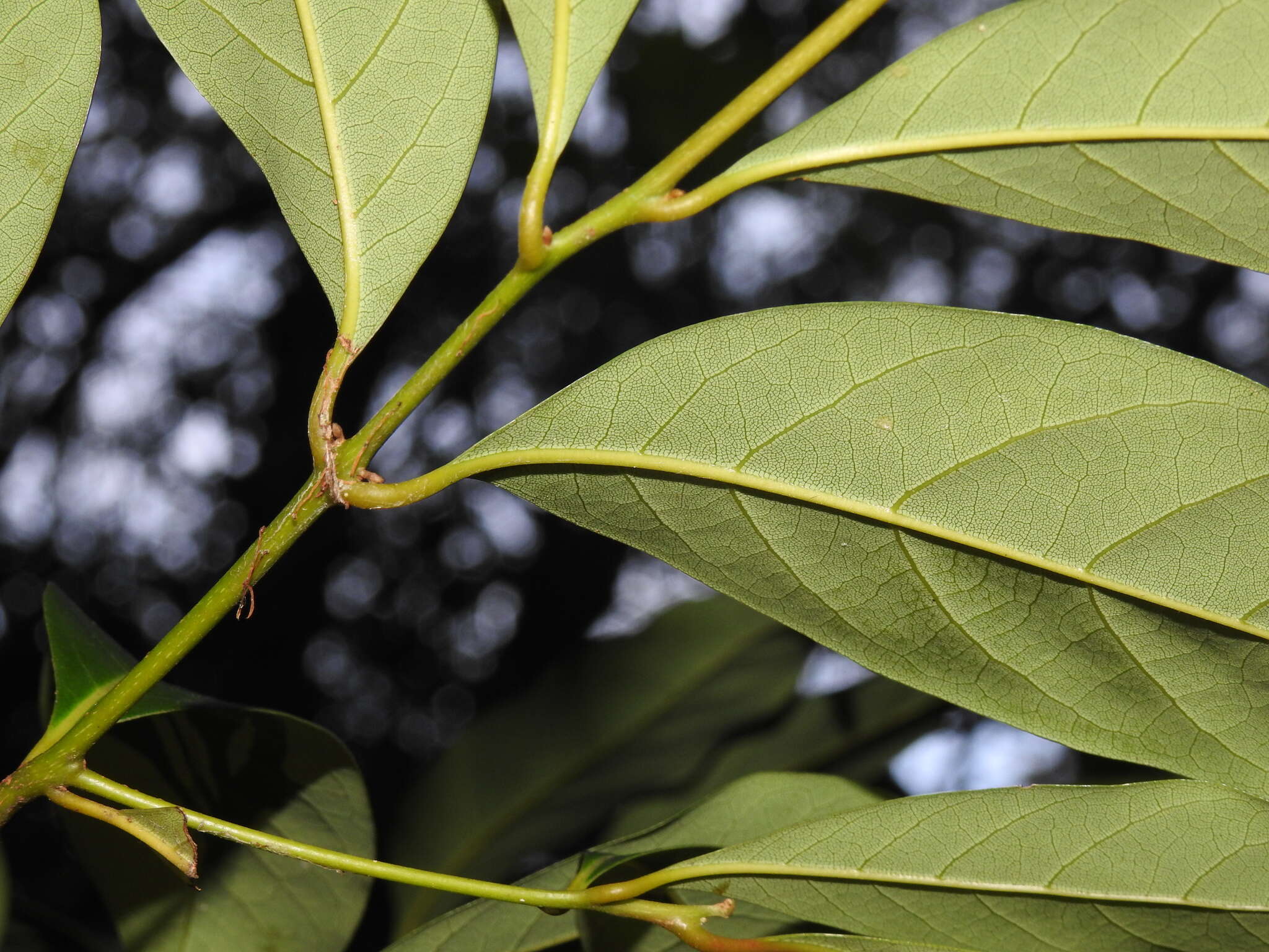 Image de Cryptocarya glaucescens R. Br.