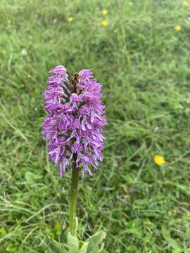 Image of Orchis angusticruris Franch.